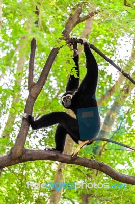 Black Gibbon Climbing Tree Stock Photo