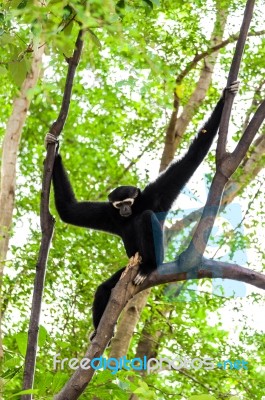 Black Gibbon Climbing Tree Stock Photo