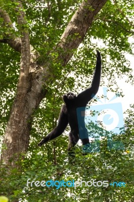 Black Gibbon Climbing Tree Stock Photo