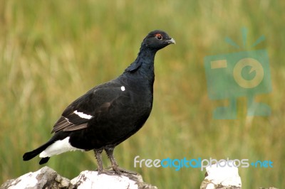 Black Grouse On Dry Stome Wall Stock Photo