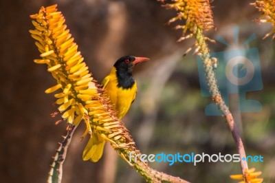 Black-headed Oriole Stock Photo