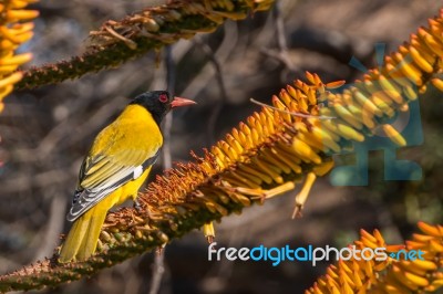 Black-headed Oriole Stock Photo