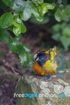 Black-headed Weaver (ploceus Cucullatus) Stock Photo