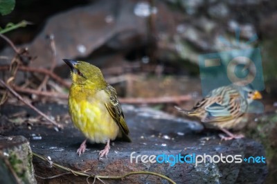 Black-headed Weaver (ploceus Cucullatus) Stock Photo