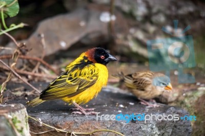 Black-headed Weaver (ploceus Cucullatus) Stock Photo