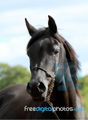 Black Horse Stock Photo