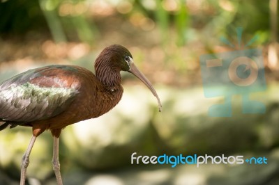 Black Ibis Outside During The Day Time Stock Photo