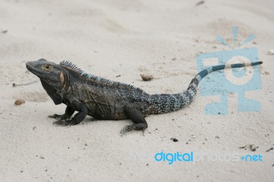 Black Iguana, Ctenosaura Similis In The Sand Stock Photo