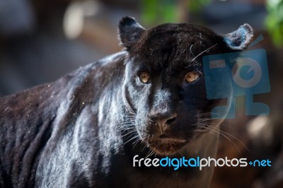 Black Jaguar Stock Photo