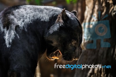 Black Jaguar Stock Photo