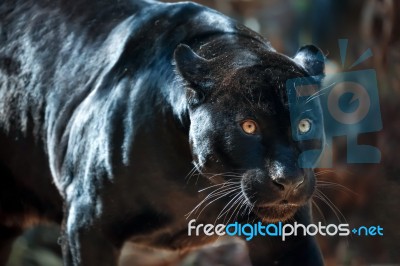 Black Jaguar Stock Photo