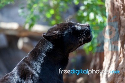 Black Jaguar Stock Photo