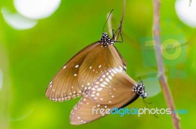 Black Kaiser Butterfly ( Penthema Binghami ) Stock Photo