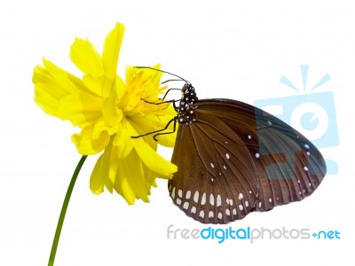 Black Kaiser Butterfly ( Penthema Binghami ) Stock Photo