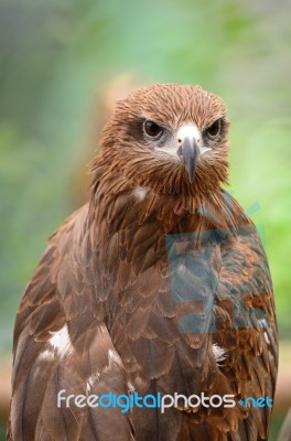 Black Kite Stock Photo