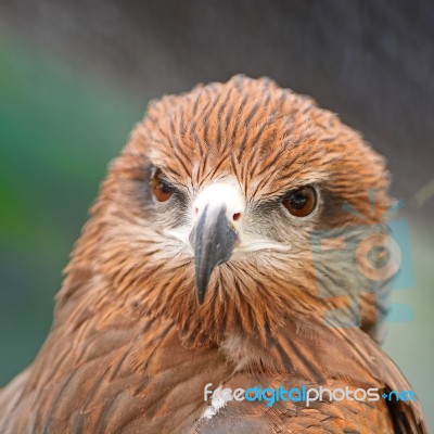 Black Kite Stock Photo