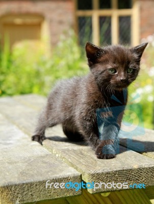 Black Kitten Stock Photo