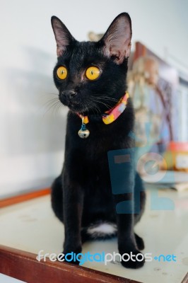 Black Kitten Cat Staring On Somethings Stock Photo