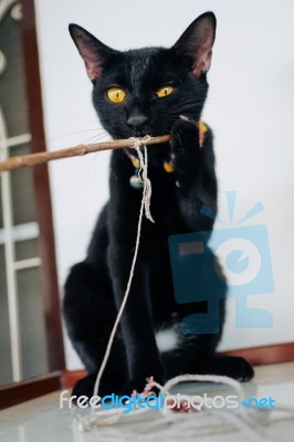 Black Kitten Playing Tree Branch Stock Photo