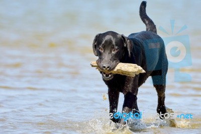 Black Labrador Carries A Stick Stock Photo