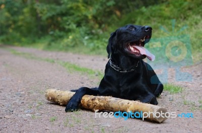 Black Labrador Retriever  Stock Photo