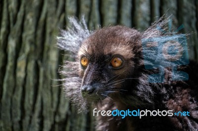 Black Lemur (eulemur Macaco) At The Bioparc Fuengirola Stock Photo