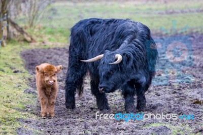 Black Mother Scottish Highlander Cow And Brown Calf Stock Photo