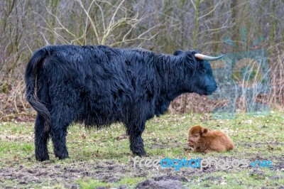 Black Mother Scottish Highlander Cow With Brown Calf Stock Photo