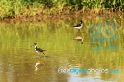 Black Necked Stilt In The Galapagos Stock Photo