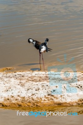 Black Necked Stilt In The Galapagos Stock Photo