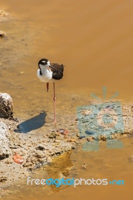 Black Necked Stilt In The Galapagos Stock Photo