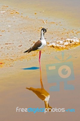 Black Necked Stilt In The Galapagos Stock Photo