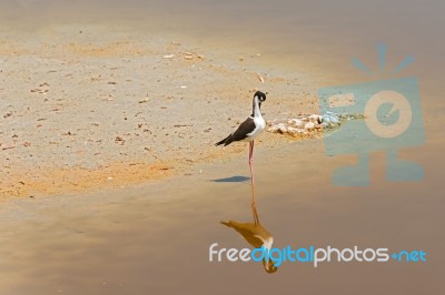 Black Necked Stilt In The Galapagos Stock Photo