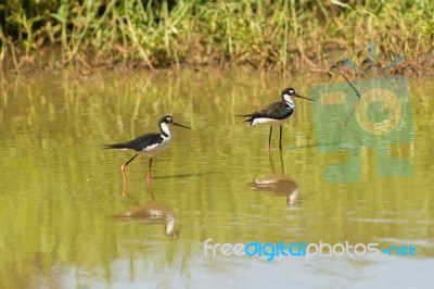 Black Necked Stilt, In The Pond In The Galapagos Stock Photo