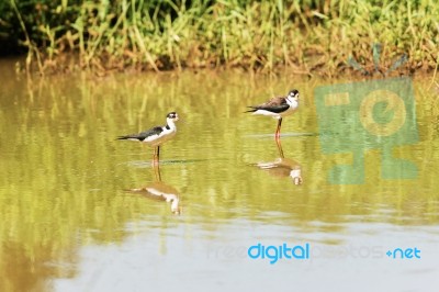 Black Necked Stilt, In The Pond In The Galapagos Stock Photo