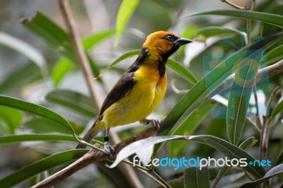 Black-necked Weaver (ploceus Nigricollis) Stock Photo