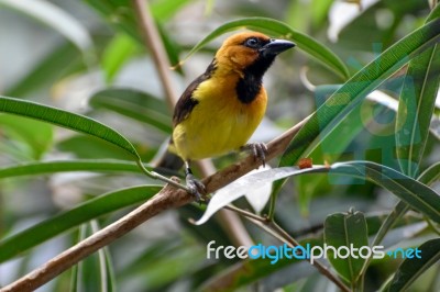 Black-necked Weaver (ploceus Nigricollis) Stock Photo