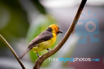 Black-necked Weaver (ploceus Nigricollis) Stock Photo