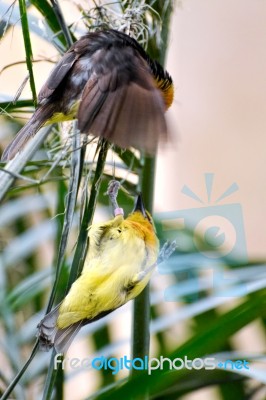 Black-necked Weaver (ploceus Nigricollis) Stock Photo