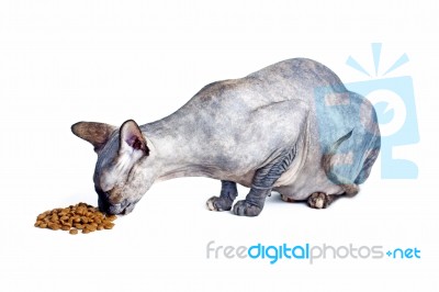 Black Or Blue Canadian Sphynx Cat With Green Eyes Eating Dry Cat… Stock Photo