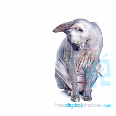 Black Or Blue Canadian Sphynx Cat With Green Eyes Isolated On A Stock Photo