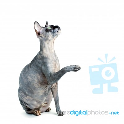 Black Or Blue Canadian Sphynx Cat With Green Eyes Isolated On A Stock Photo