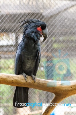 Black Palm Cockatoo Stock Photo