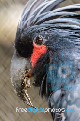 Black Palm Cockatoo Head Stock Photo