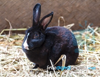 Black Rabbit On The Straw Stock Photo