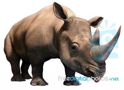 Black Rhino Stock Image