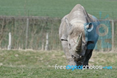 Black Rhinoceros Or Hook-lipped Rhinoceros (diceros Bicornis) Stock Photo