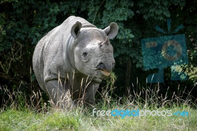 Black Rhinoceros Or Hook-lipped Rhinoceros (diceros Bicornis) Stock Photo