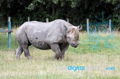 Black Rhinoceros Or Hook-lipped Rhinoceros (diceros Bicornis) Stock Photo