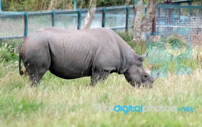 Black Rhinoceros Or Hook-lipped Rhinoceros (diceros Bicornis) Stock Photo